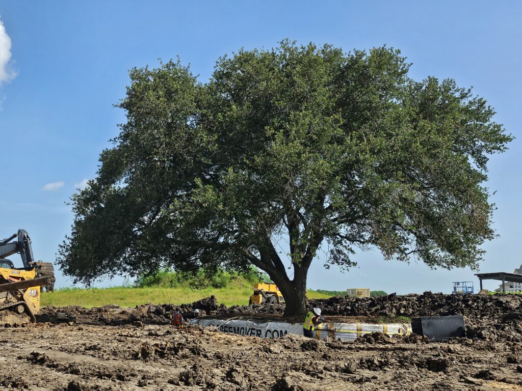 View of a mature heritage oak tree during relocation, standing upright and ready for its new home at Austin Point in Fort Bend County, Texas.